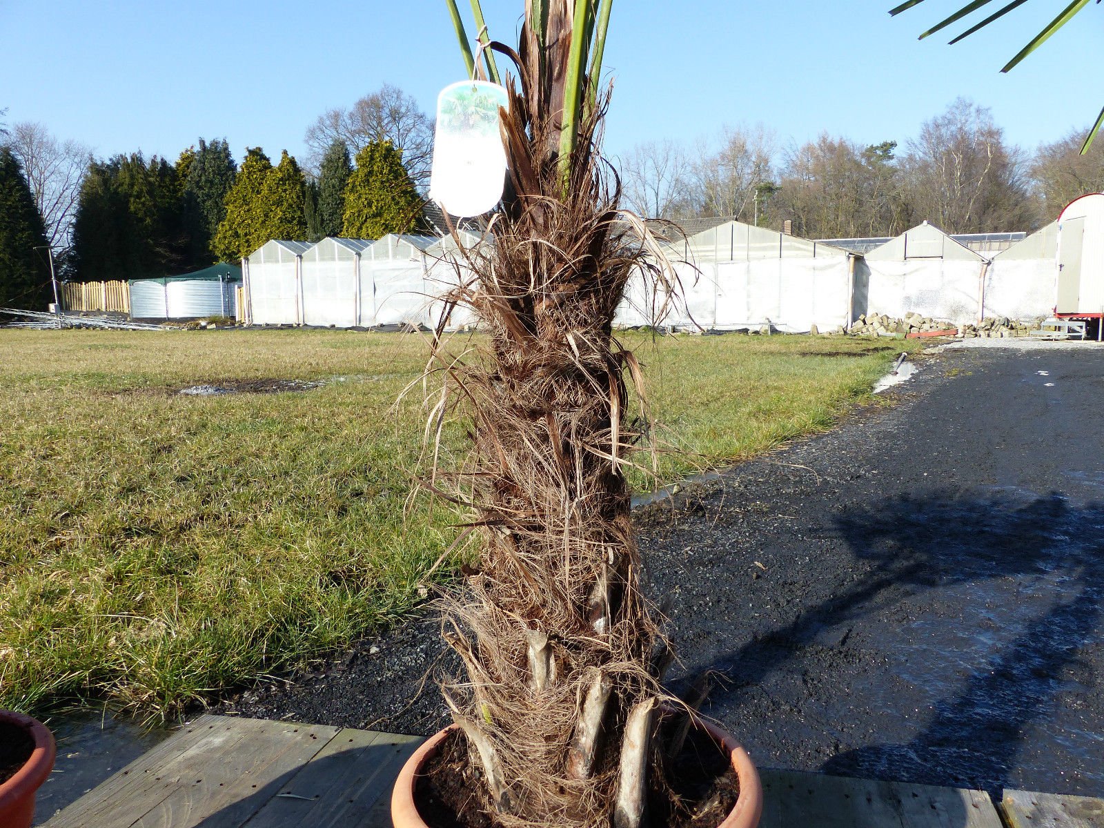 XXL Palme winterhart 140-160 cm Trachycarpus fortunei, Hanfpalme, Top-Qualität