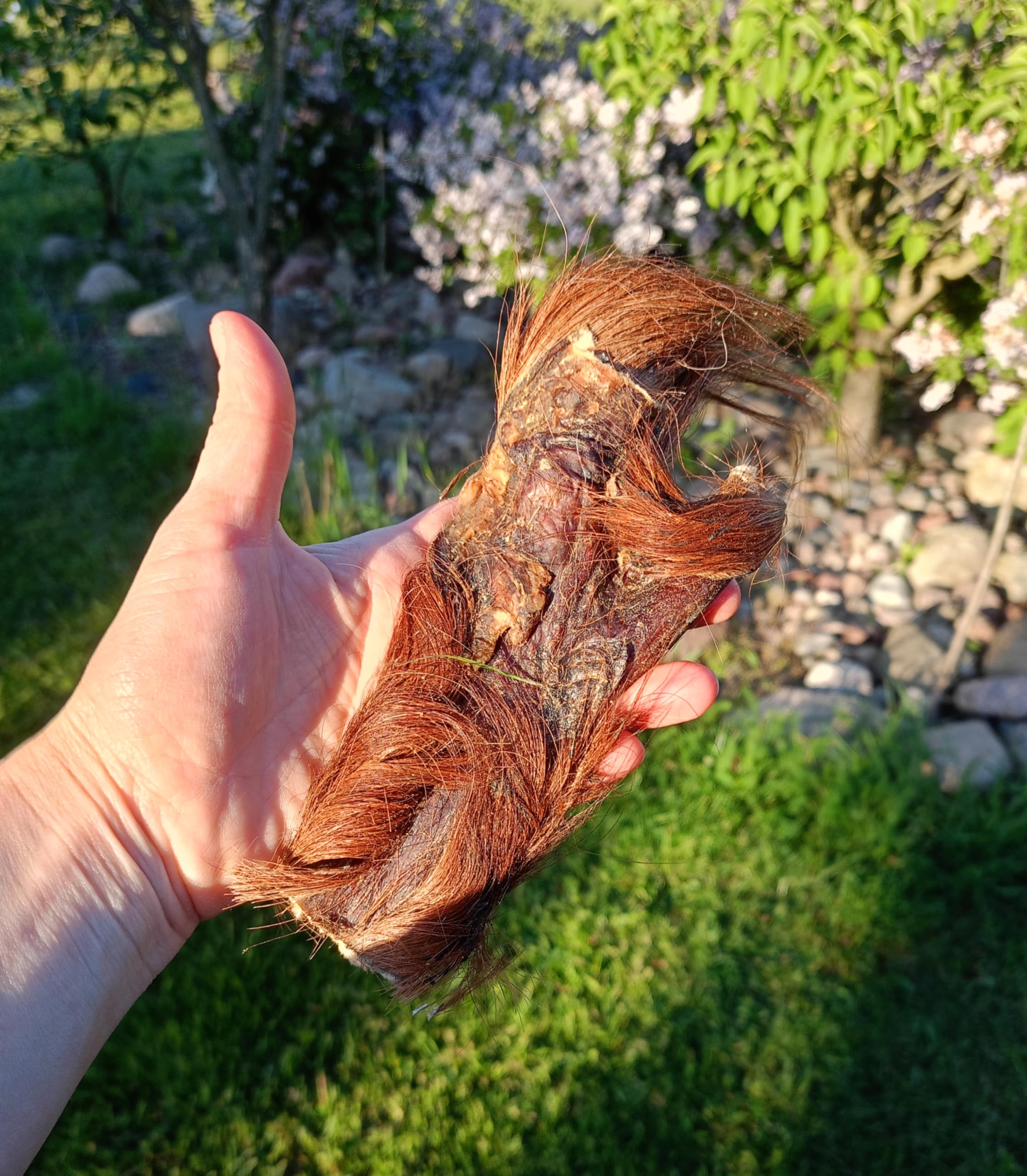 Peau de tête de cheval séchée pour chien, article à mâcher pour chien du cheval, collations à mâcher hypoallergéniques et collations pour chien, monoprotéine, sans céréales, sans additifs, soins