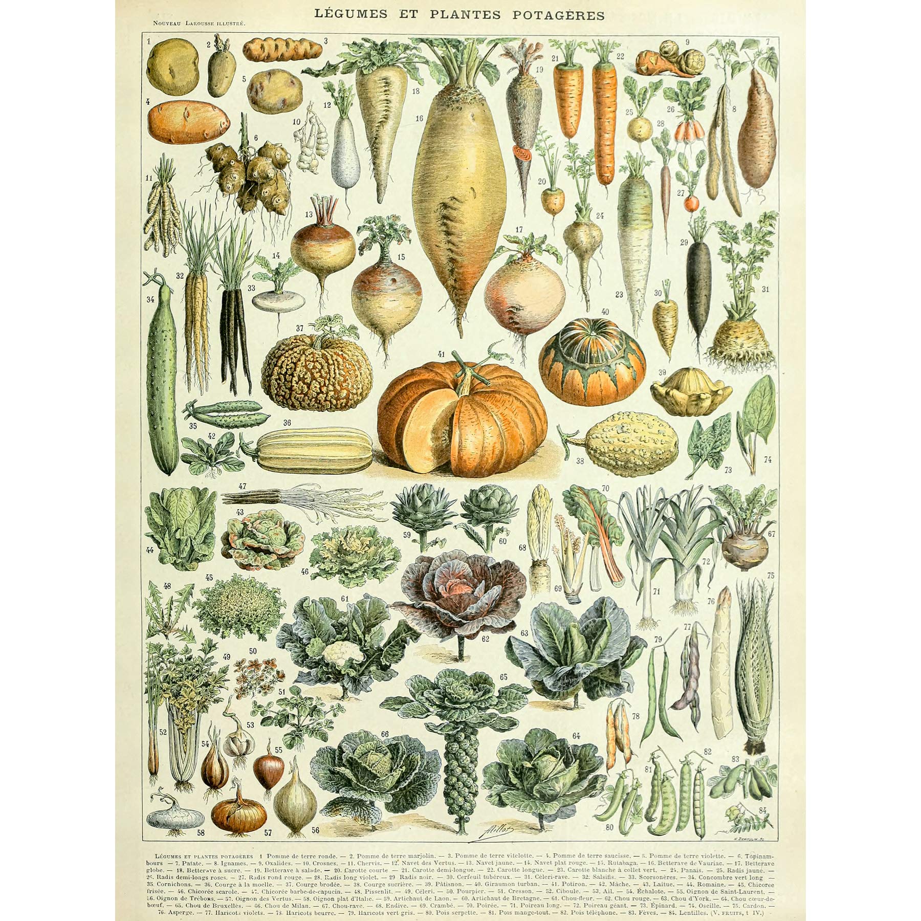 Artery8 Millot Encyclopedia Page Legumes Vegetables Premium Wall Art Canvas Print 18X24 Inch