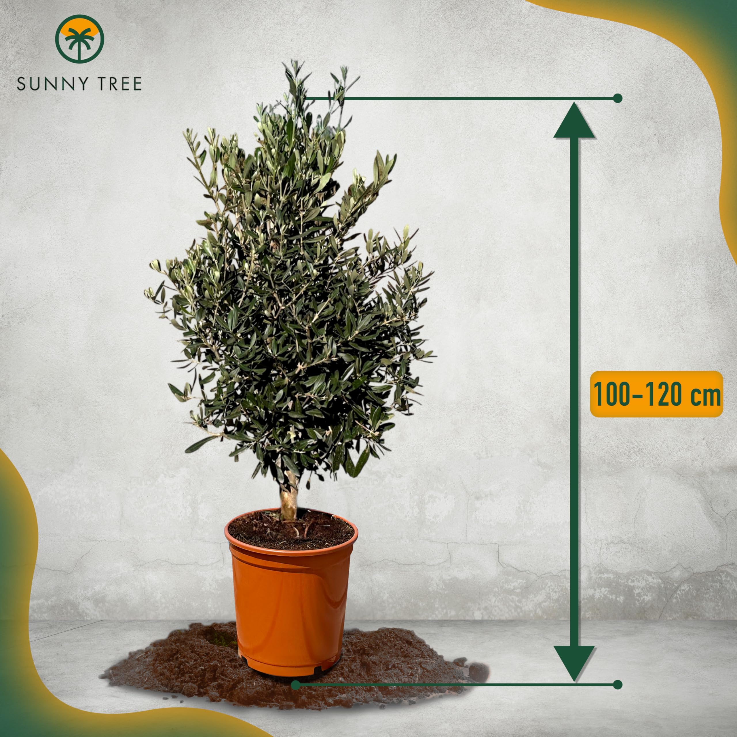 Olivenbaum Olea Europaea Strauchform Immergrün Winterhart bis -18°C ideal für Garten & Balkon