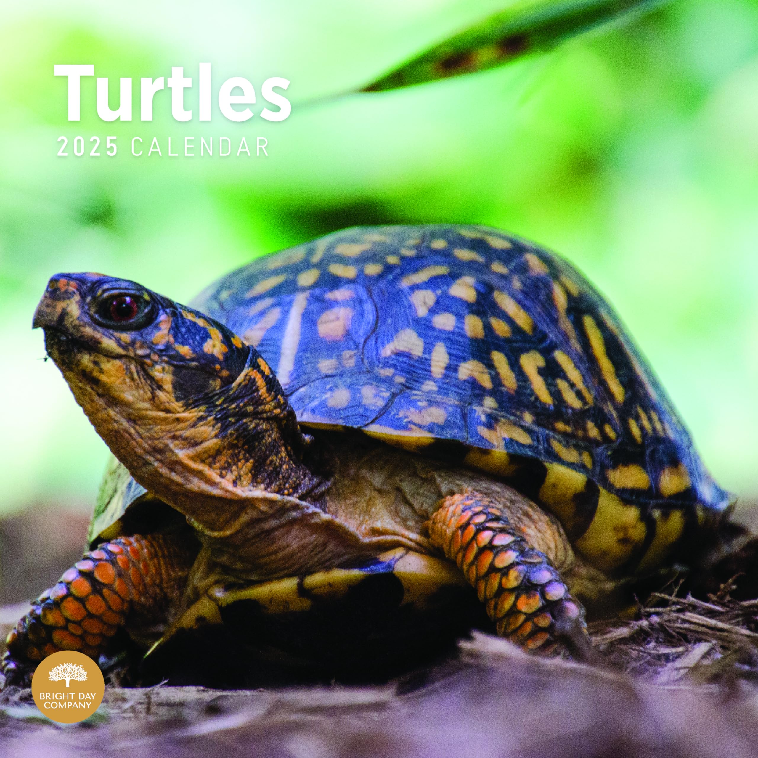 Bright Day Calendars 2025 Turtles Monthly Wall Calendar - Cute Nature Photography Gift (12 x 12 Inch)