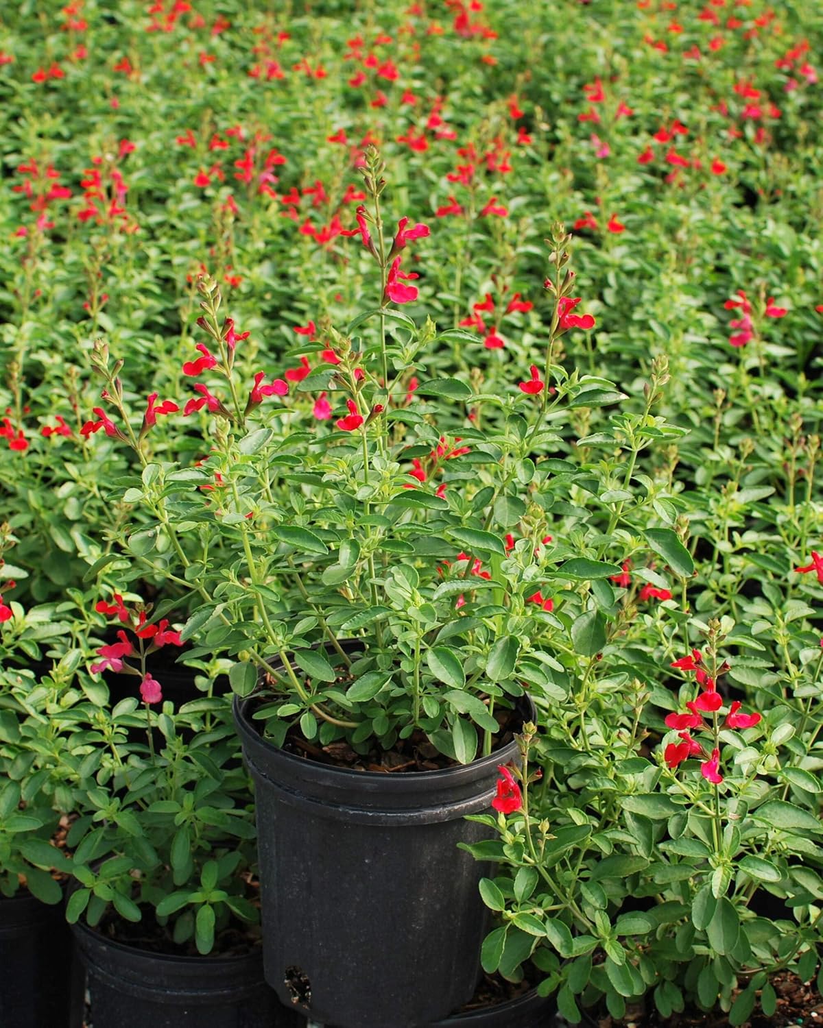 Perennial Farm Marketplace Salvia greggii Arctic Blaze 'Red' (Autumn Sage) Perennial, Size-#1 Container, Cherry Colored Flowers