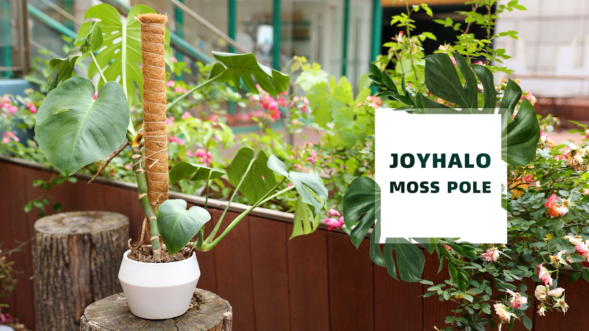 Amazon.com : Joyhalo 48.7 Inch Moss Pole Monstera Plant