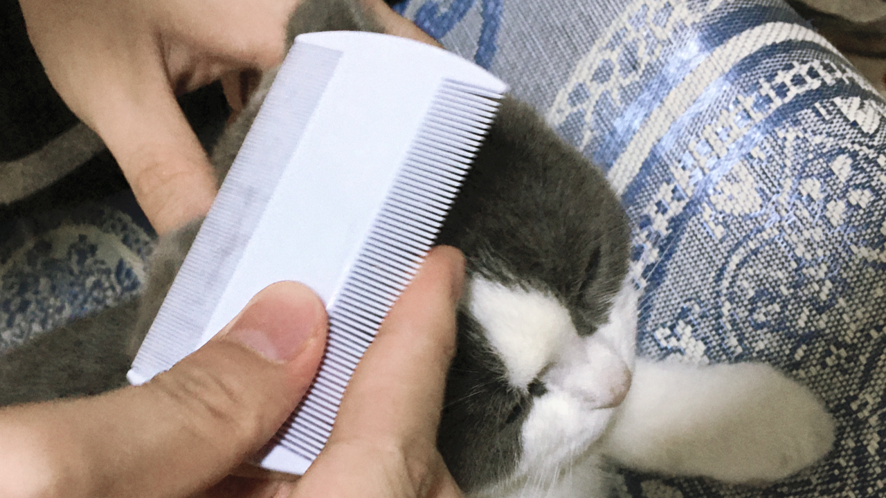 Flea Comb for Cats, 4 Pcs Lice Comb for Dogs, Double Sided Cat Comb for