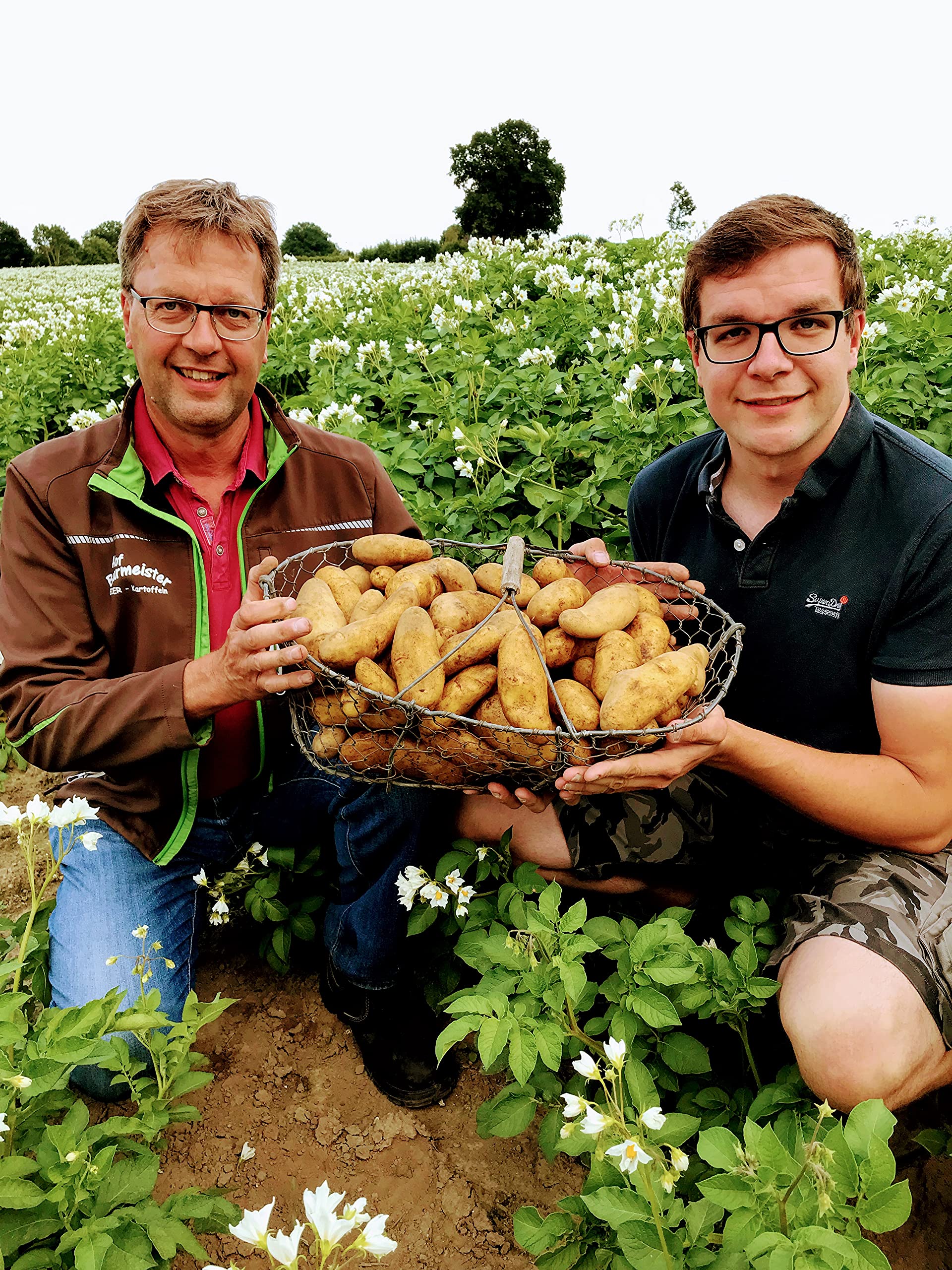 Kartoffel Lilly 10 kg, frische deutsche mehlig kochende Speisekartoffeln, kräftig gelb, Potato, für Pürreekartoffeln, Püree, Pommes, Kartoffelsuppen,