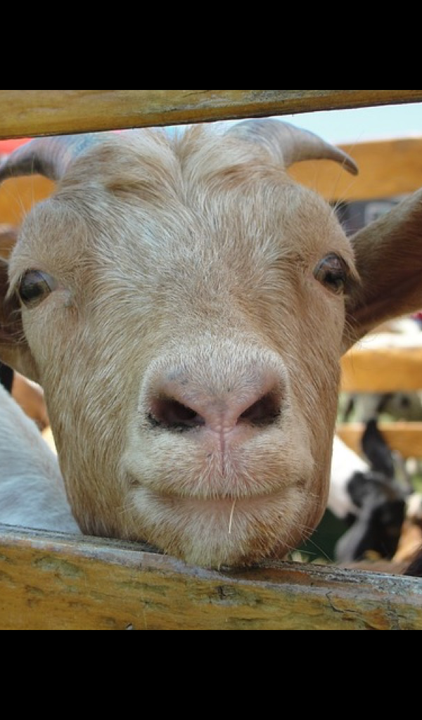 funny goat Wallpaper HD Wallpapers of funny goats! App on the