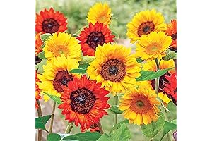 Sunflower Wildflower Roll Out Seed Mats
