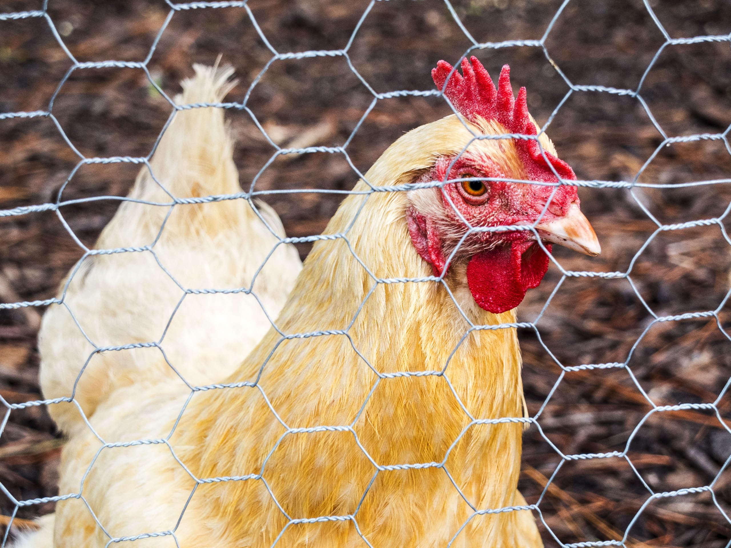 90cm (3ft) tall x 25m long 50mm hexagonal Galvanised Chicken/Pheasant/Rabbit wire mesh