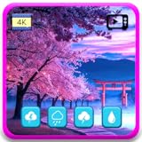 桜の静けさ – 日本の春を彩る美しい桜の風景でリラックスと安らぎを。Fire TVスクリーンセーバー