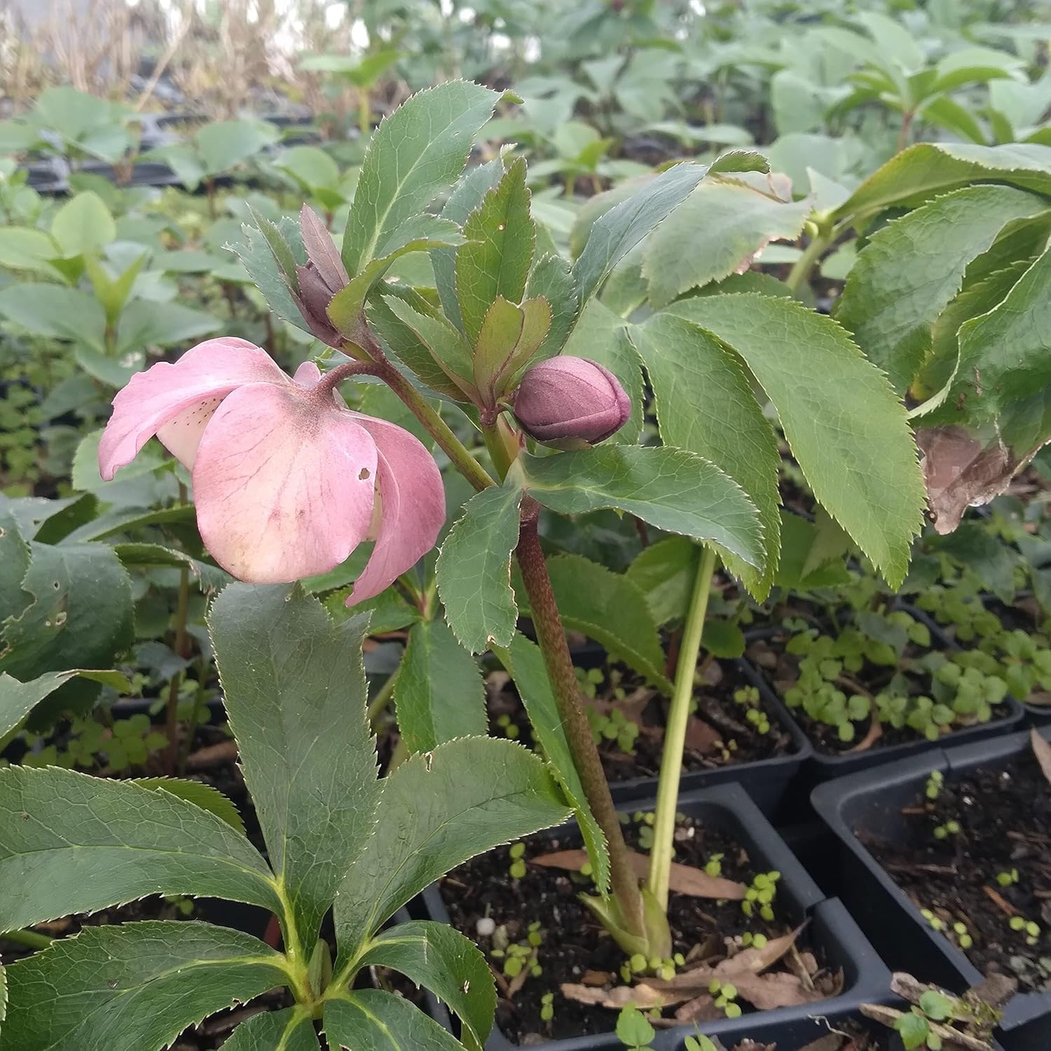 5 Containers of Mixed Lenten Rose/Hellebore in 4 Inch Pots- Great for Fall Planting!