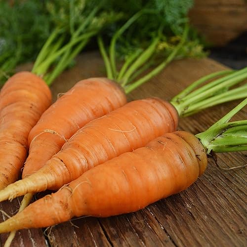 Zanahoria Danvers - 150 semillas - Variedad tradicional y polinizada abierta, semillas de vegetales sin OMG para plantar al aire libre en el jardín