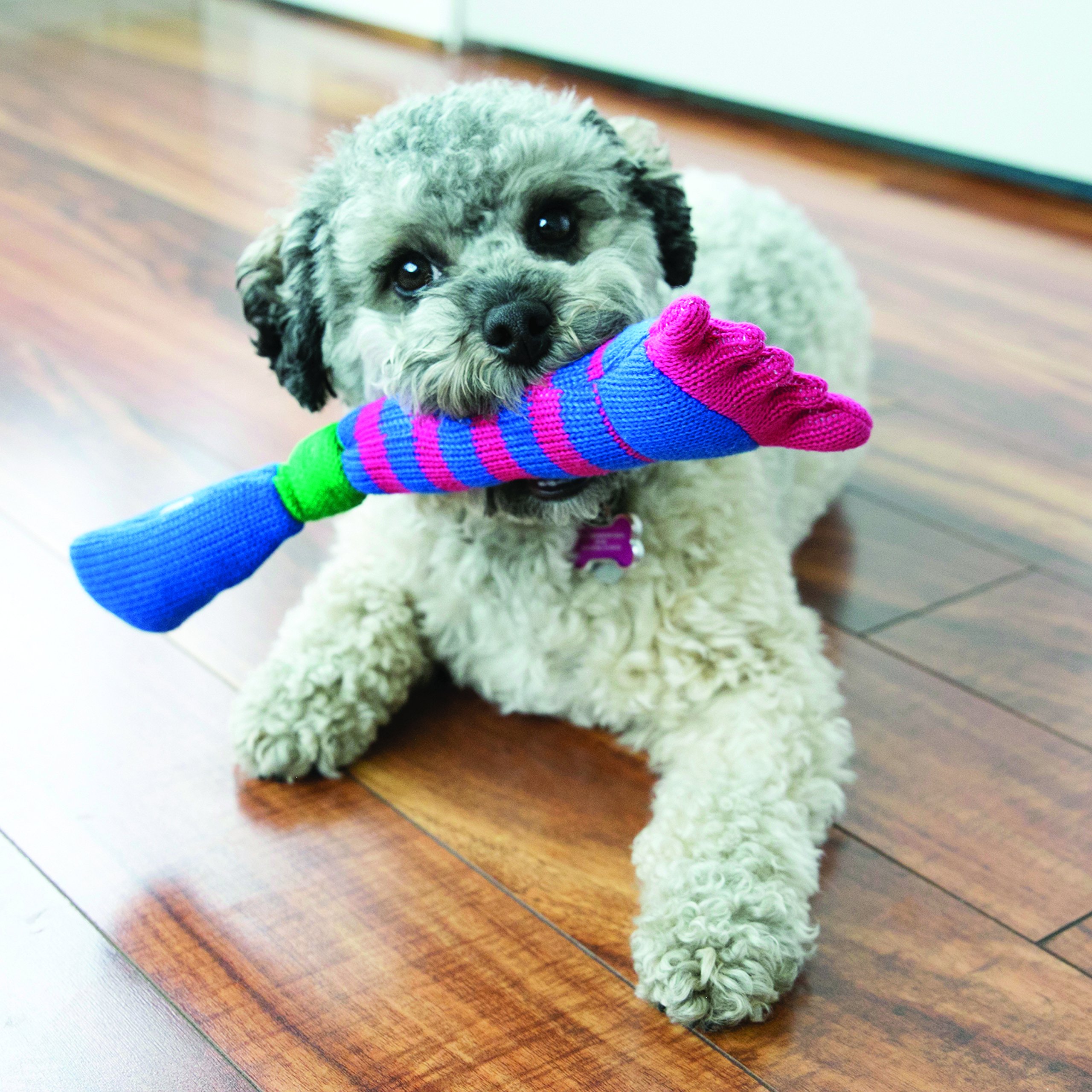 KONG Soxx One Eye Dog Toy, Small : Amazon.sg: Pet Supplies