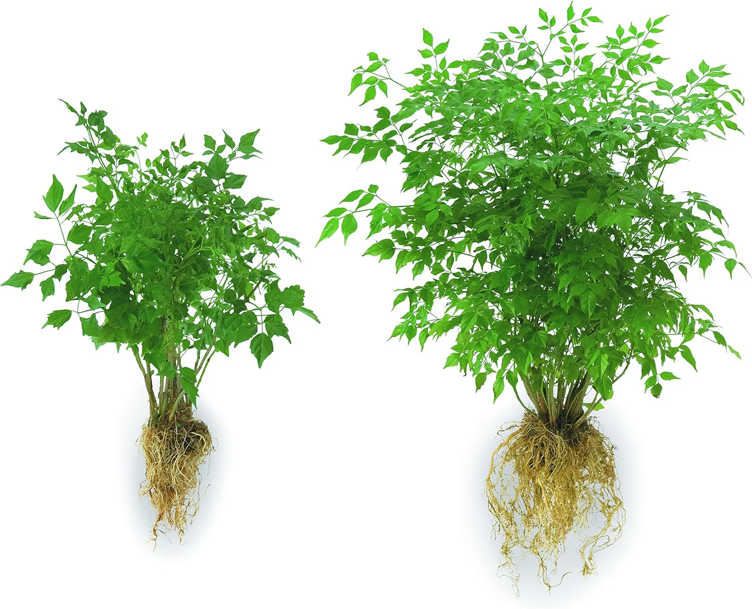 Soil Moist JCD-TP5 Transplant 5-Pound Pail