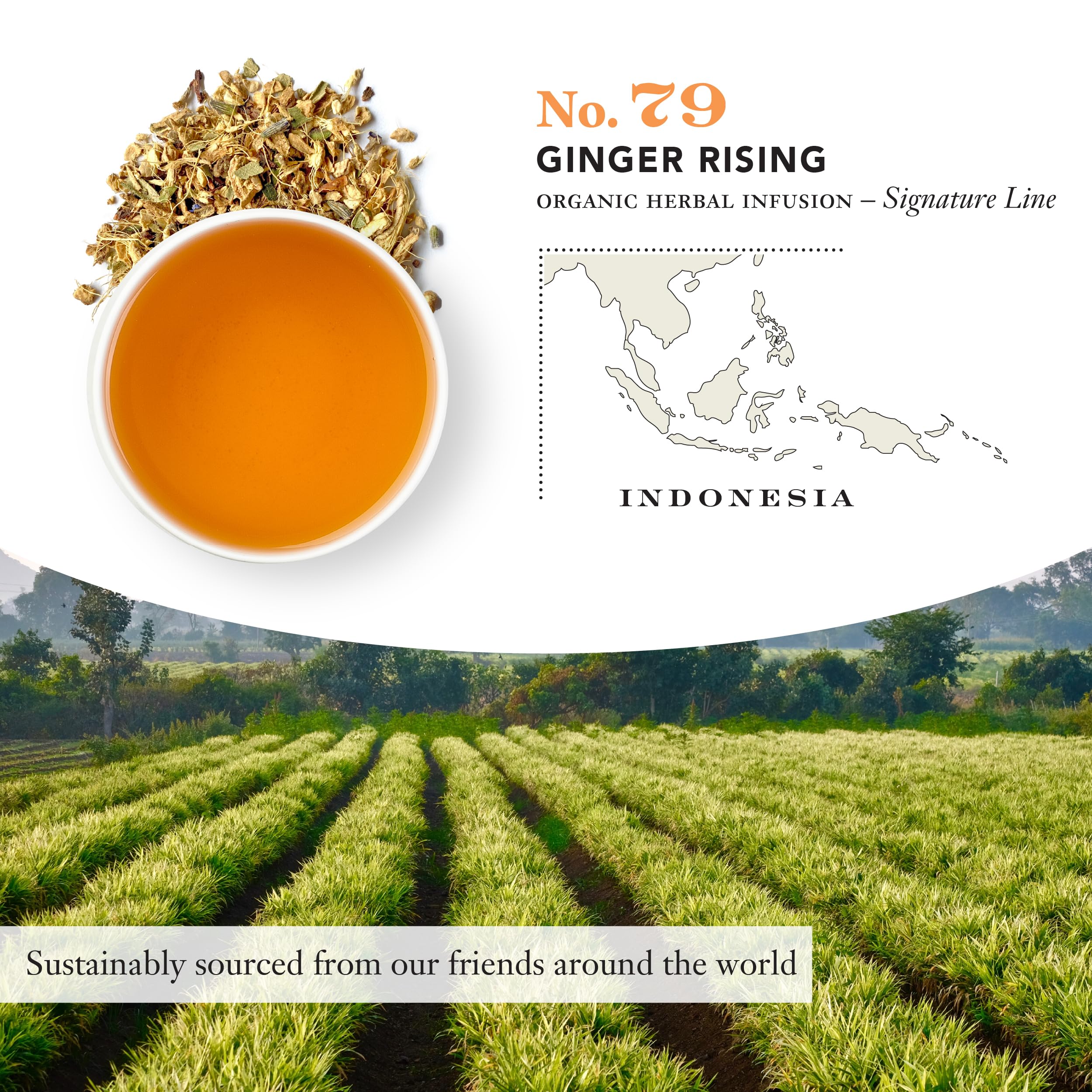 盤のみBATTLE OF7枚～ WHOジミヘンディープPクリームGINGER B Steven Smith Teamaker Ginger Rising No. 79, Organic Ginger, Lemon