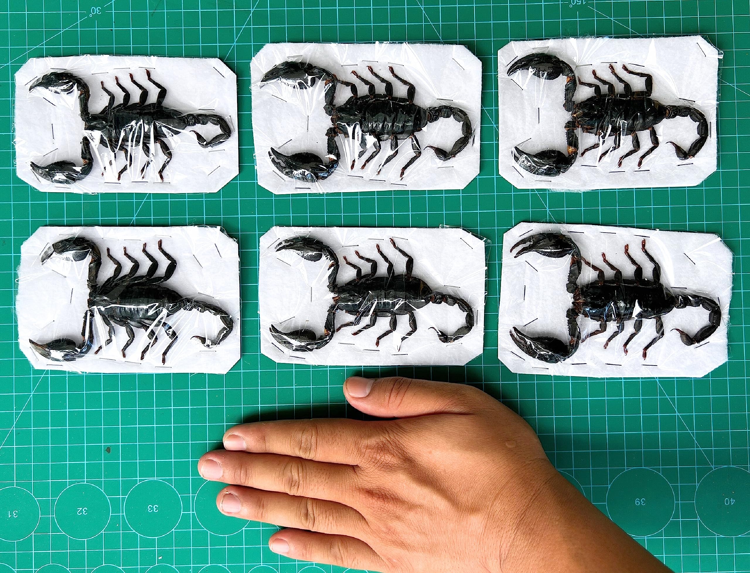 さそりページ Amazon.co.jp: リアルジャイアントサソリ 7インチ ラージ カブトムシ