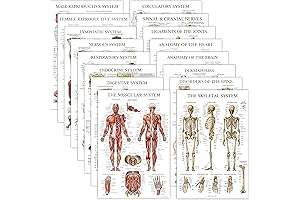 16 Pack Laminated Human Anatomy Posters: Functional Breakdown the Mysterious Human Body