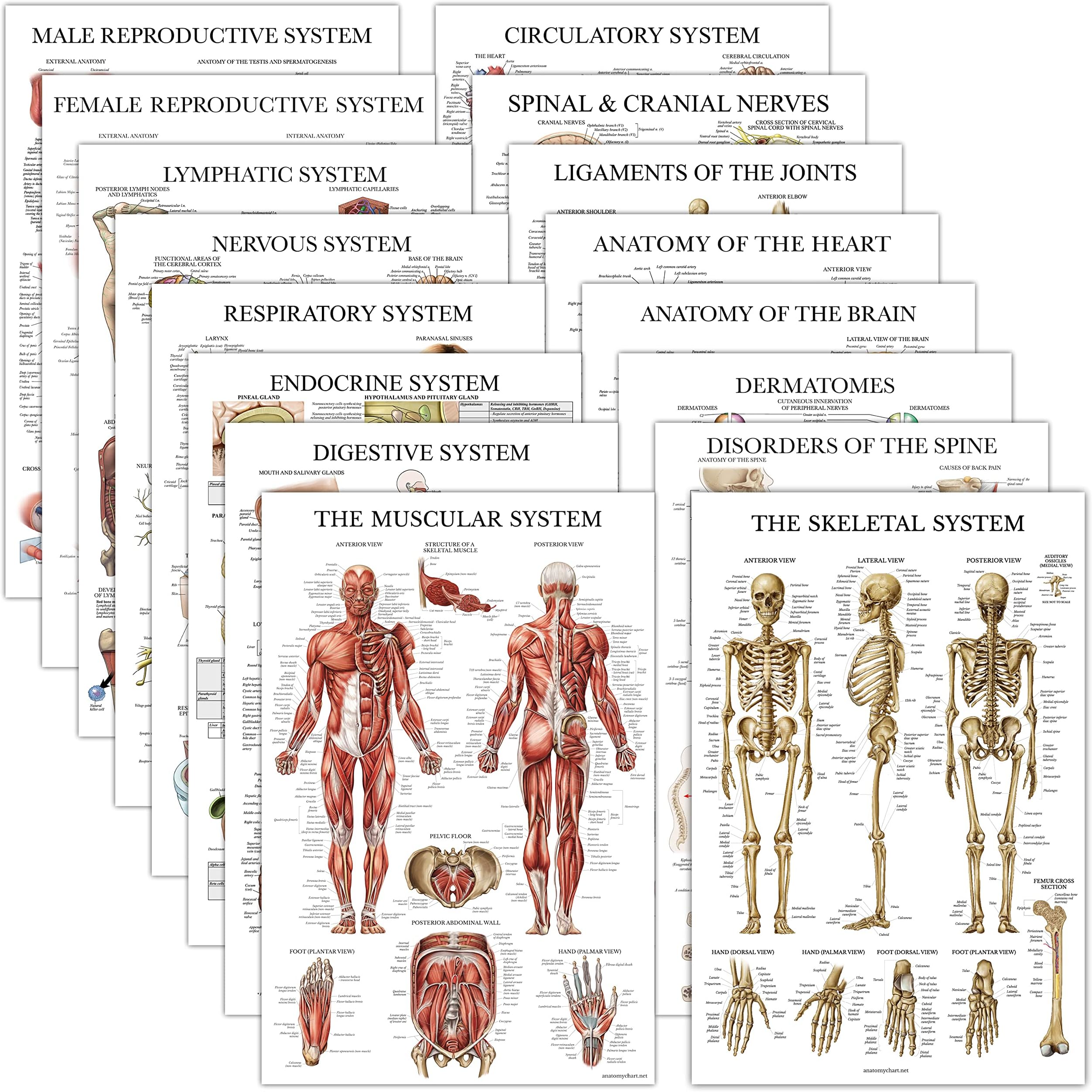 16 Pack - Anatomical Posters - Laminated - Muscular, Skeletal, Digestive, Respiratory, Circulatory, Endocrine, Lymphatic, Male & Female, Nervous, Spinal Nerves, Anatomy Charts - 18" x 24"