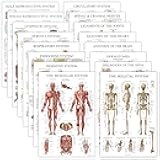 16 Pack - Anatomical Posters - Laminated - Muscular, Skeletal, Digestive, Respiratory, Circulatory, Endocrine, Lymphatic, Male & Female, Nervous, Spinal Nerves, Anatomy Charts - 18