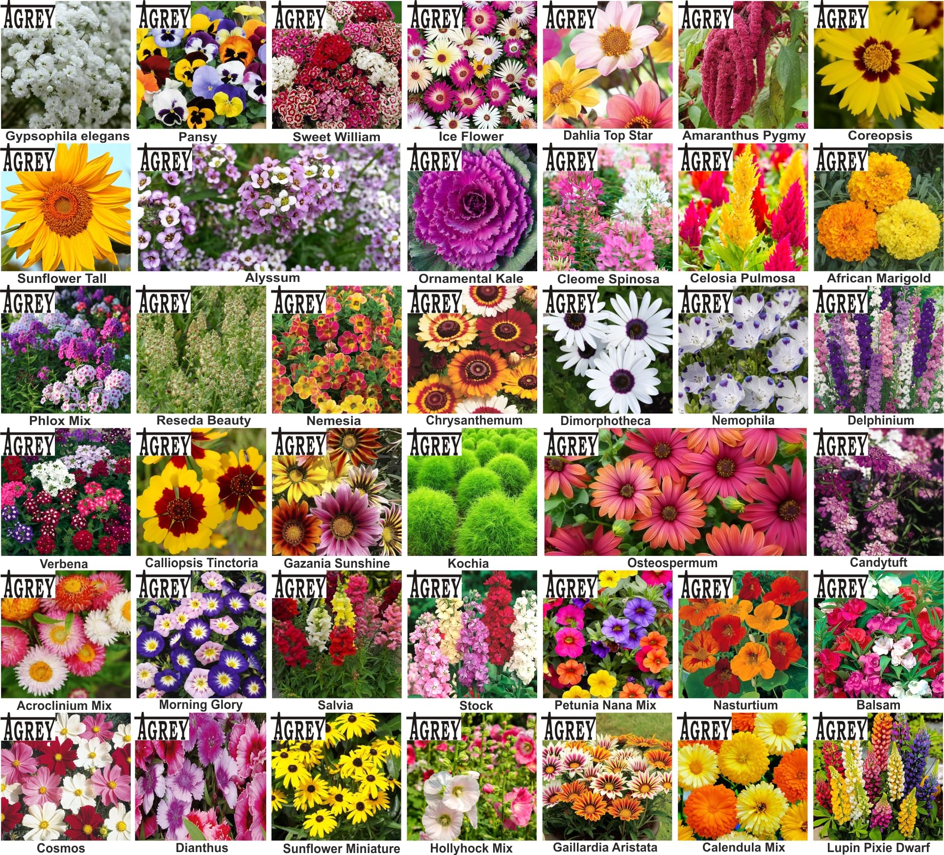 Agrey combo of 40 variety flower seeds with manual. (B0CSWQZM8T) Amazon Price History, Amazon Price Tracker