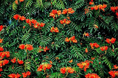 30 semillas de tulipanes africanos -Spathodea campanulata - Árbol exótico con flores tropicales - Excelente espécimen de bonsái
