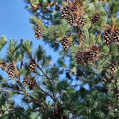 Miniatura 5 de QAUZUY GARDEN 50 semillas de pino blanco del noreste del este, pino suave, árbol de la paz  Árbol perenne de hoja perenne  Excelentes setos
