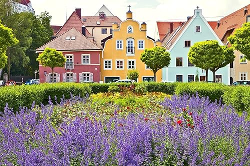 Miniatura 3 de Earthcare Seeds Blue Bedder Sage 500 semillas Salvia farinacea sin OMG reliquia