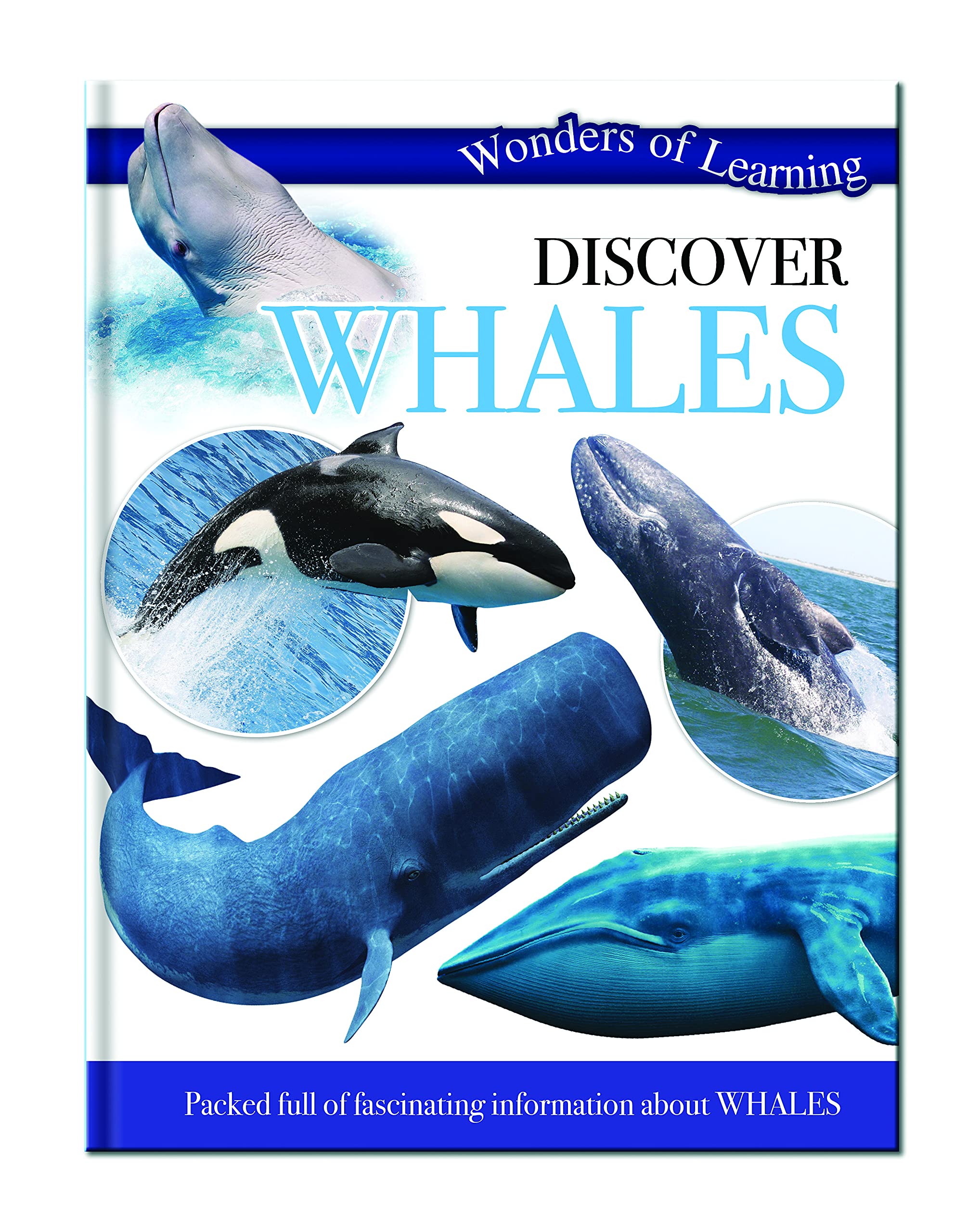 discover whales