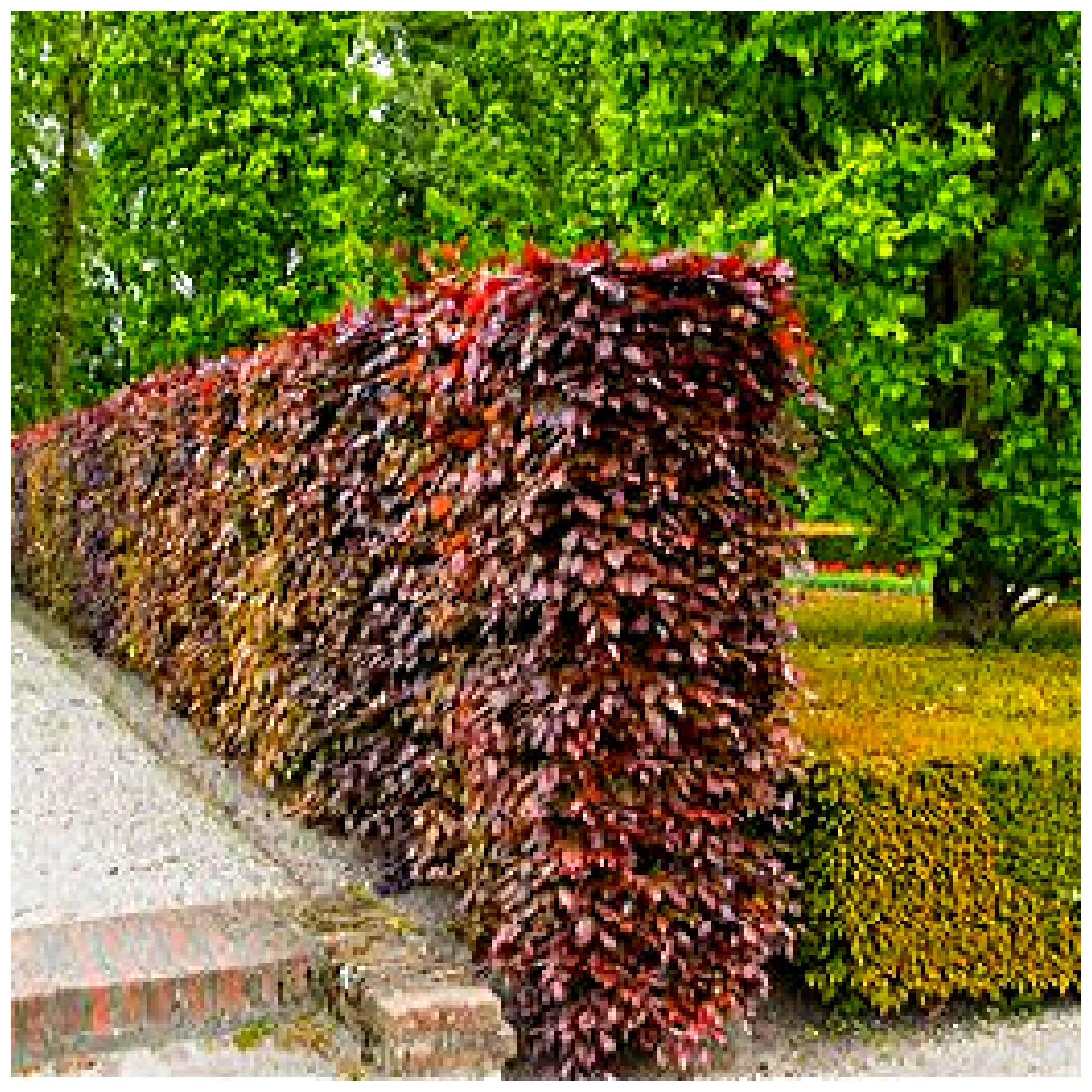 5 Copper Beech 1-2ft Purple Hedging Trees, Stunning All Year Colour in 1L Pots 3fatpigs®