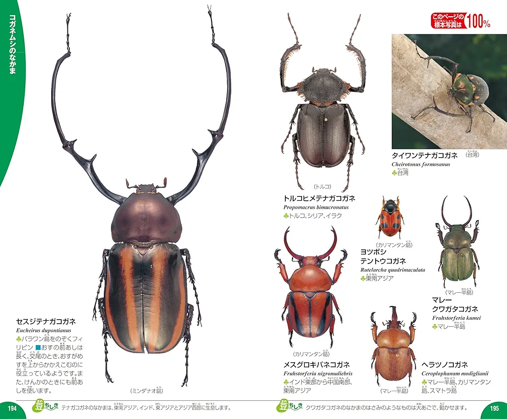 Amazon.co.jp: カブトムシ・クワガタムシ (学研の図鑑LIVE