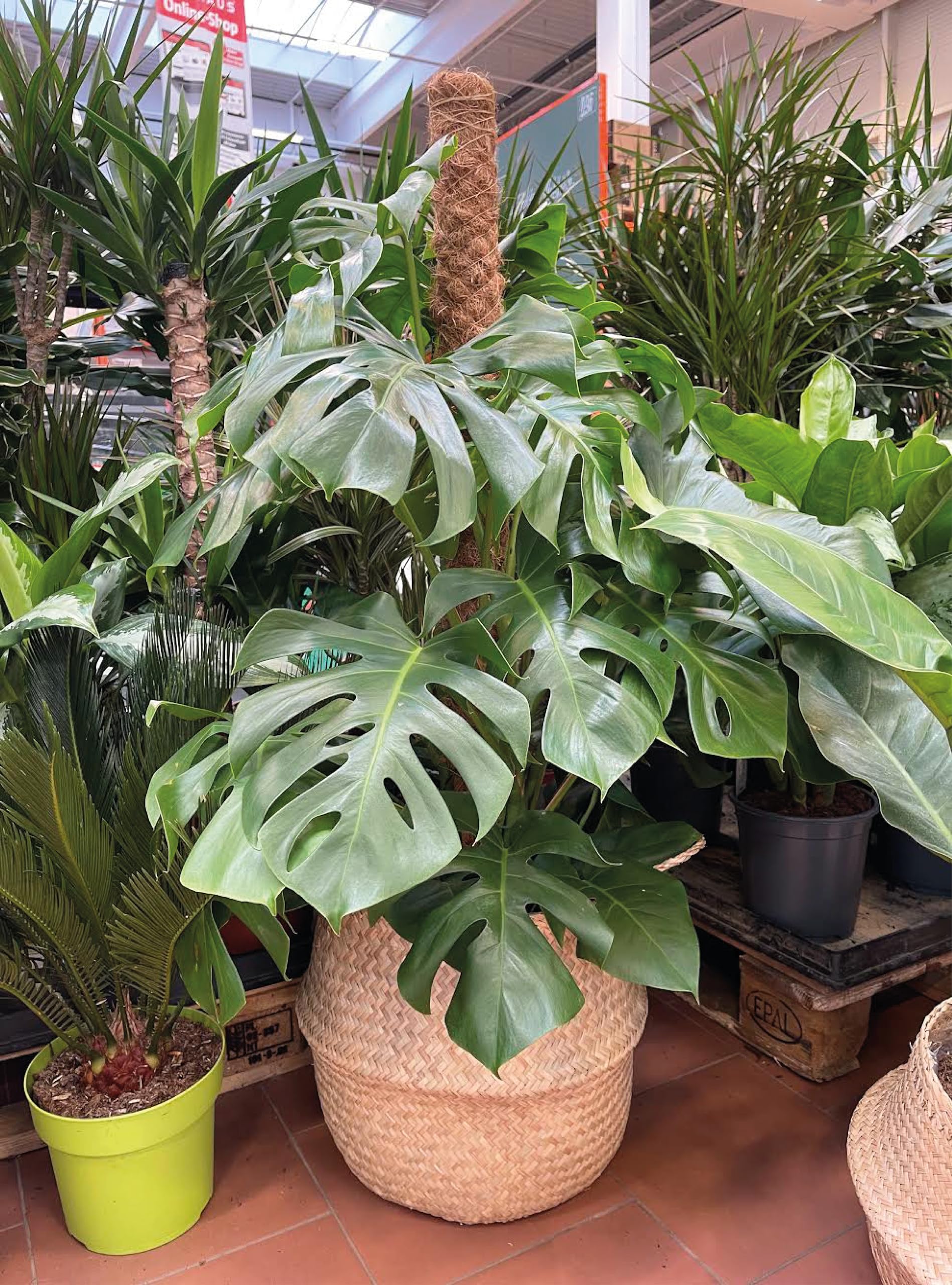 Premium Monstera Erde 24L-4-Komponenten Erde fr Monstera-schnell  entwssernde Erde fr die Aufzucht und Umpflanzung von Pflanzen. :  Amazon.de: Garten