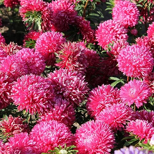 Miniatura 7 de Outsidepride Gremlin Aster Seeds - 1000 unidades. Semillas de flores anuales, resistentes y aptas para polinizadores para plantar flores vibrantes