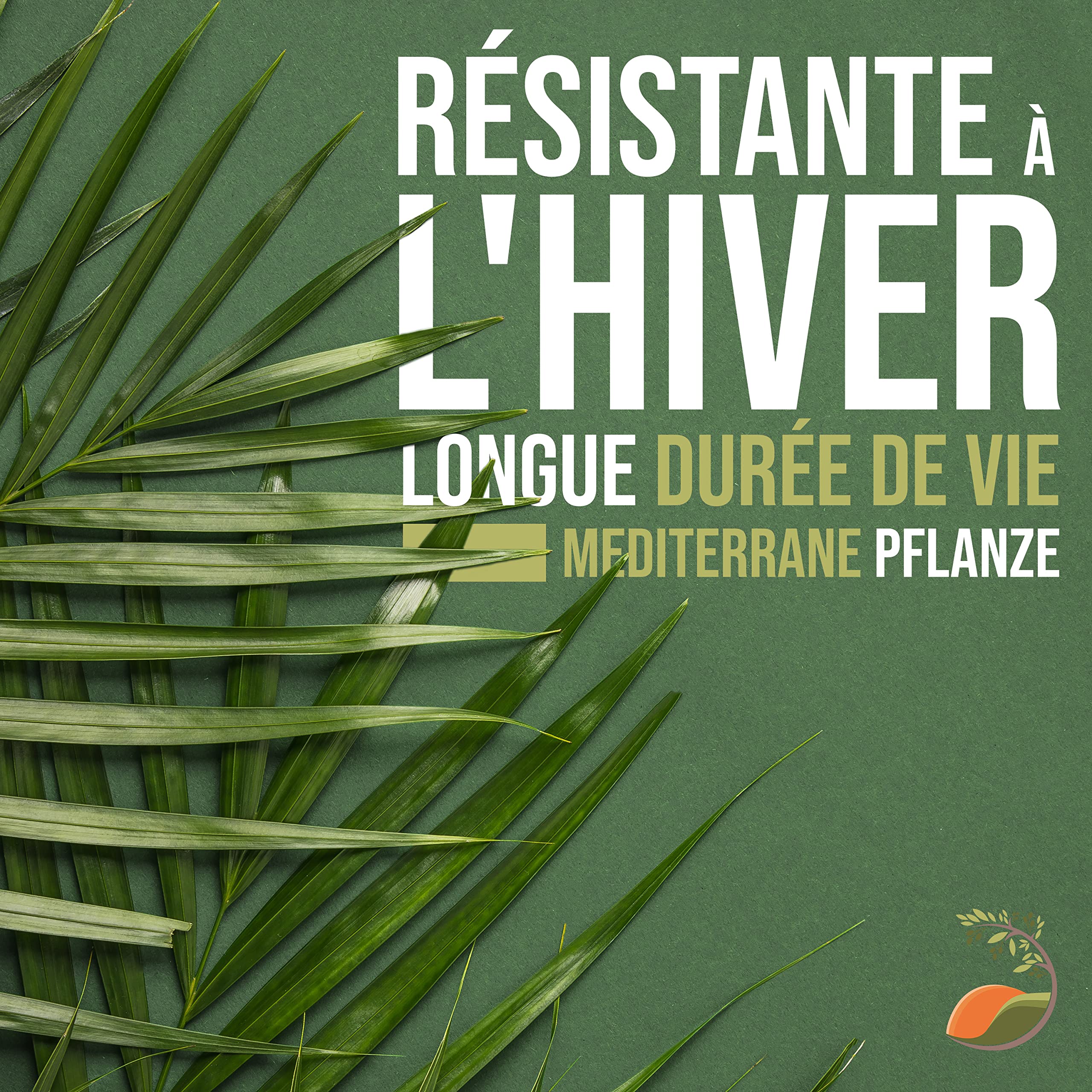 Tropictrees Trachycarpus Fortunei palmier à chanvre avec une hauteur de tronc de 30-40 cm | Hauteur 140cm | feuilles vertes | Paume pour l'intérieur et l'extérieur