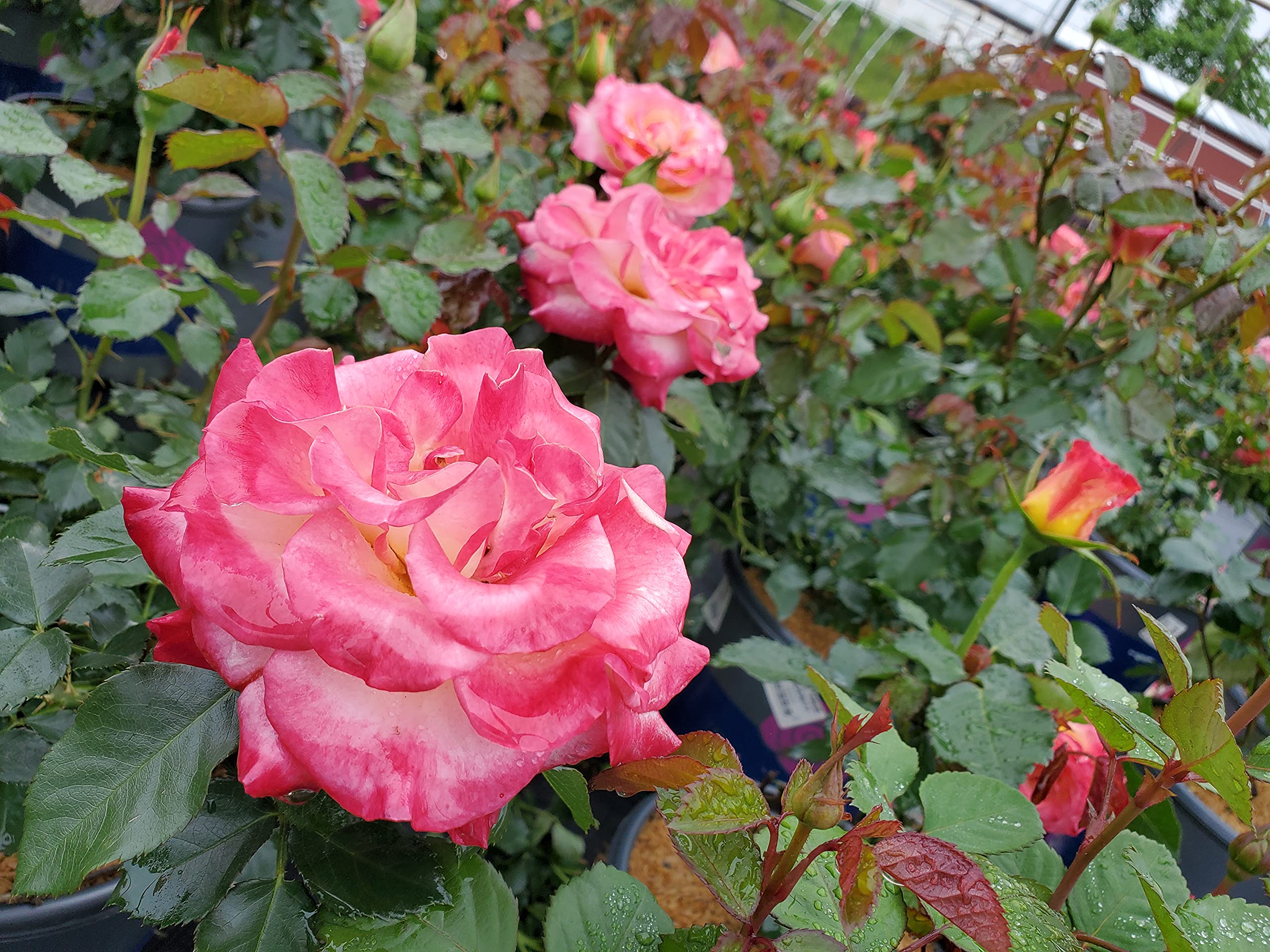 完売‼️ ALL ROSES LIVING PROOF Dash  Amazon.com: UFOREVER ROSES 40 Pieces Preserved Roses in