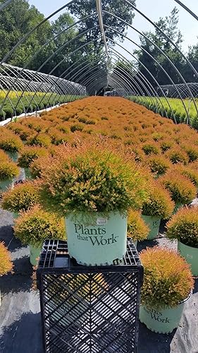 Miniatura 4 de Planta viva de Green Promise Farms Thuja occidentalis 'Polo Norte' (Arborvitae) Evergreen, contenedor de 3 tamaños, follaje verde