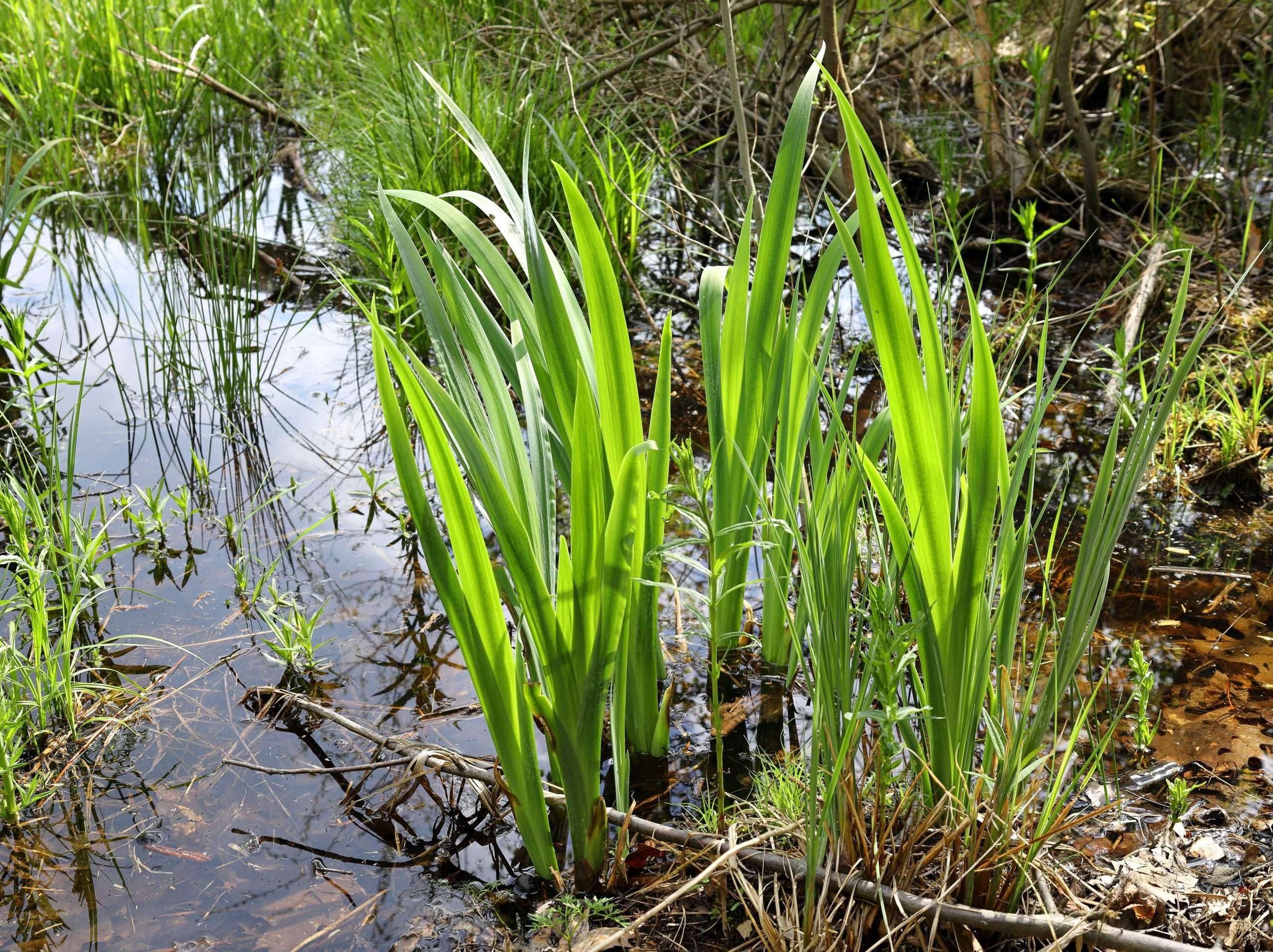 Lincolnshire Pond Plants Ltd - Acorus Calamus (Sweet Flag) - Marginal Pond Plants - MP001-1 / 9cm