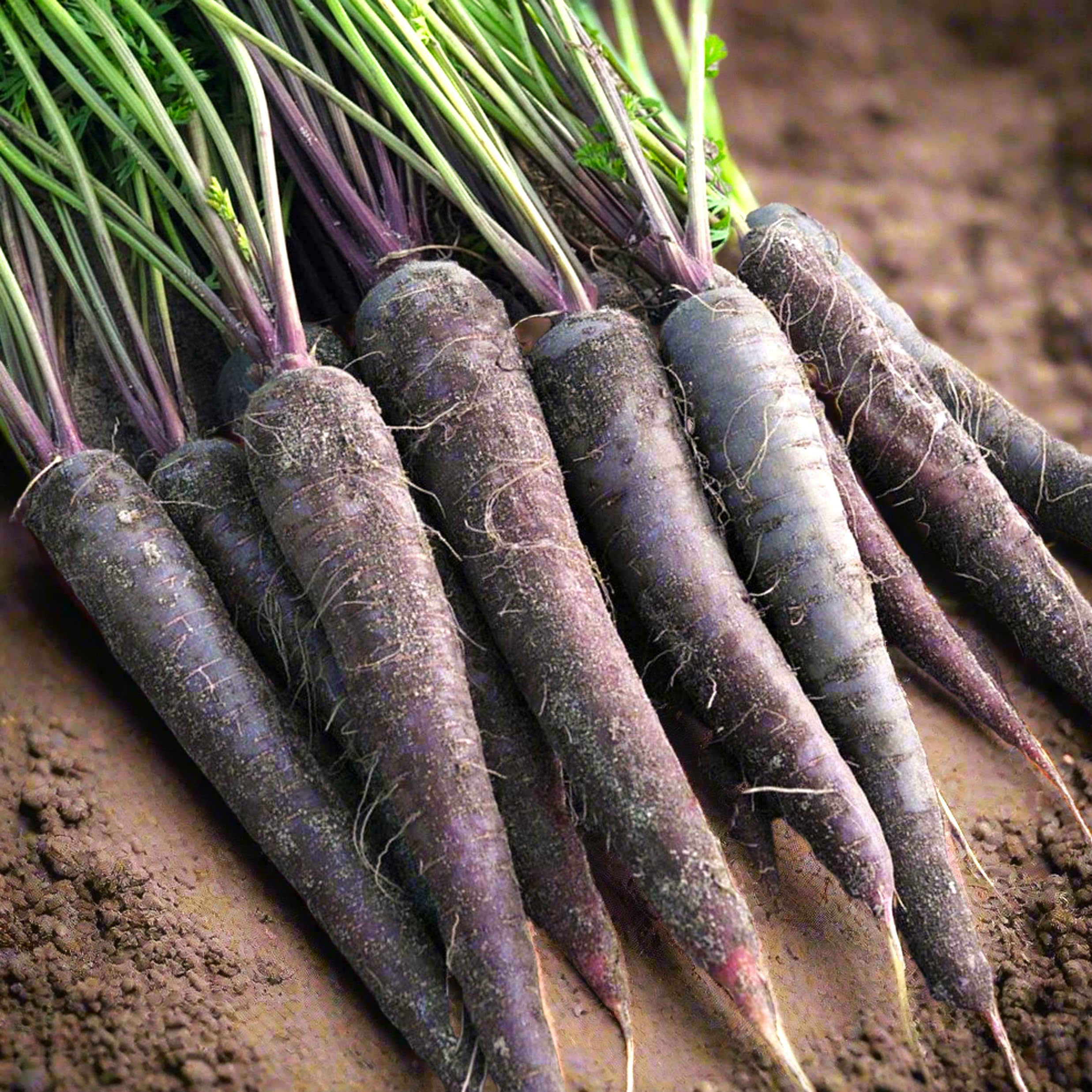 TomorrowSeeds - Black Nebula Carrot Seeds - 1000+ Count - for 2026 Planting Noir Galaxy Obsidian Cosmic Dark Purple Non-GMO Heirloom Garden Vegetable Carrots Grow Your Own Home Farm Patio Healthy