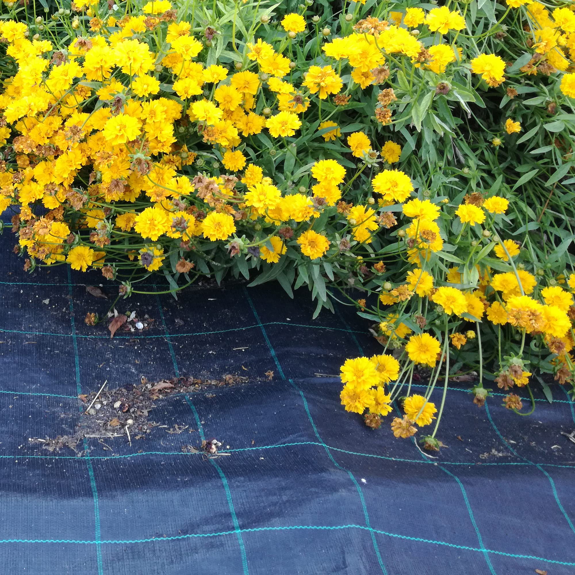 Toile De Paillage Pro Cover 105 G/m² 1,65 × 100 M Vert – Anti-Mauvaises Herbes Jardin & Potager Durable