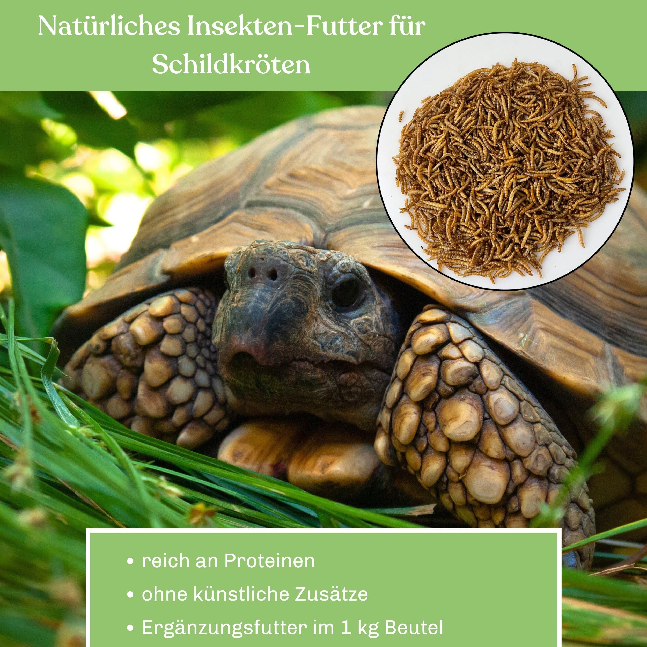 Gusanos de harina secos para reptiles, 9 kg, calidad premium, alimento nutritivo, perfecto para una variedad de anfibios, alimento para tortugas, alimento para peces estanque y acuario, bolsa