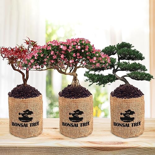 Miniatura 5 de Kit de inicio de jardín bonsái para interiores, 5 semillas que crecen en arce rojo, glicina, pino negro, árbol de judas, acacia, incluye macetas