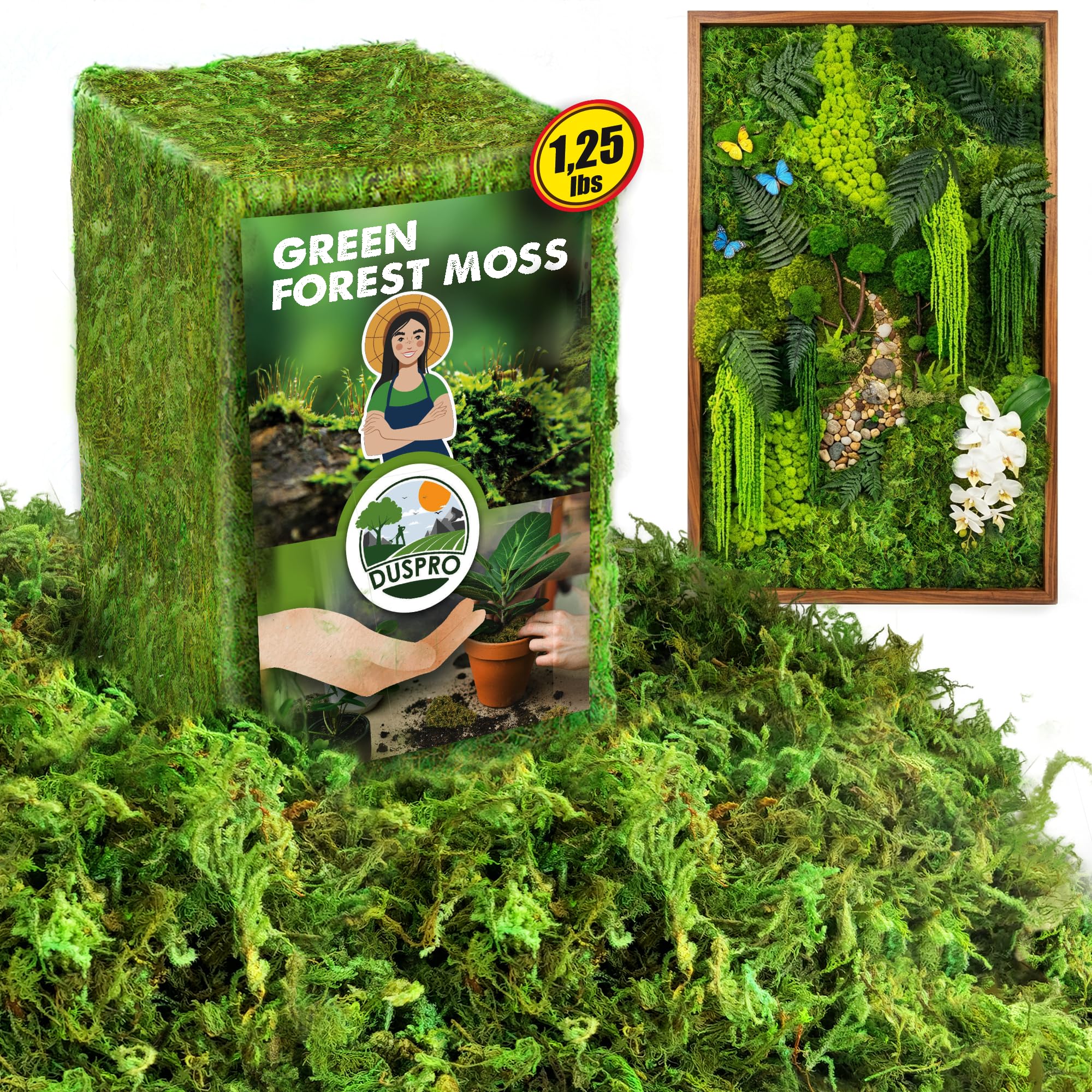 Photo 1 of [Upgraded] DUSPRO Green Moss for Crafts, Real Forest Moss Potted Plants, Decorative Mosses for Table Centerpieces Wedding, Easter Day Decoration, Indoor Planters, DIY Project (1.25 Lbs)