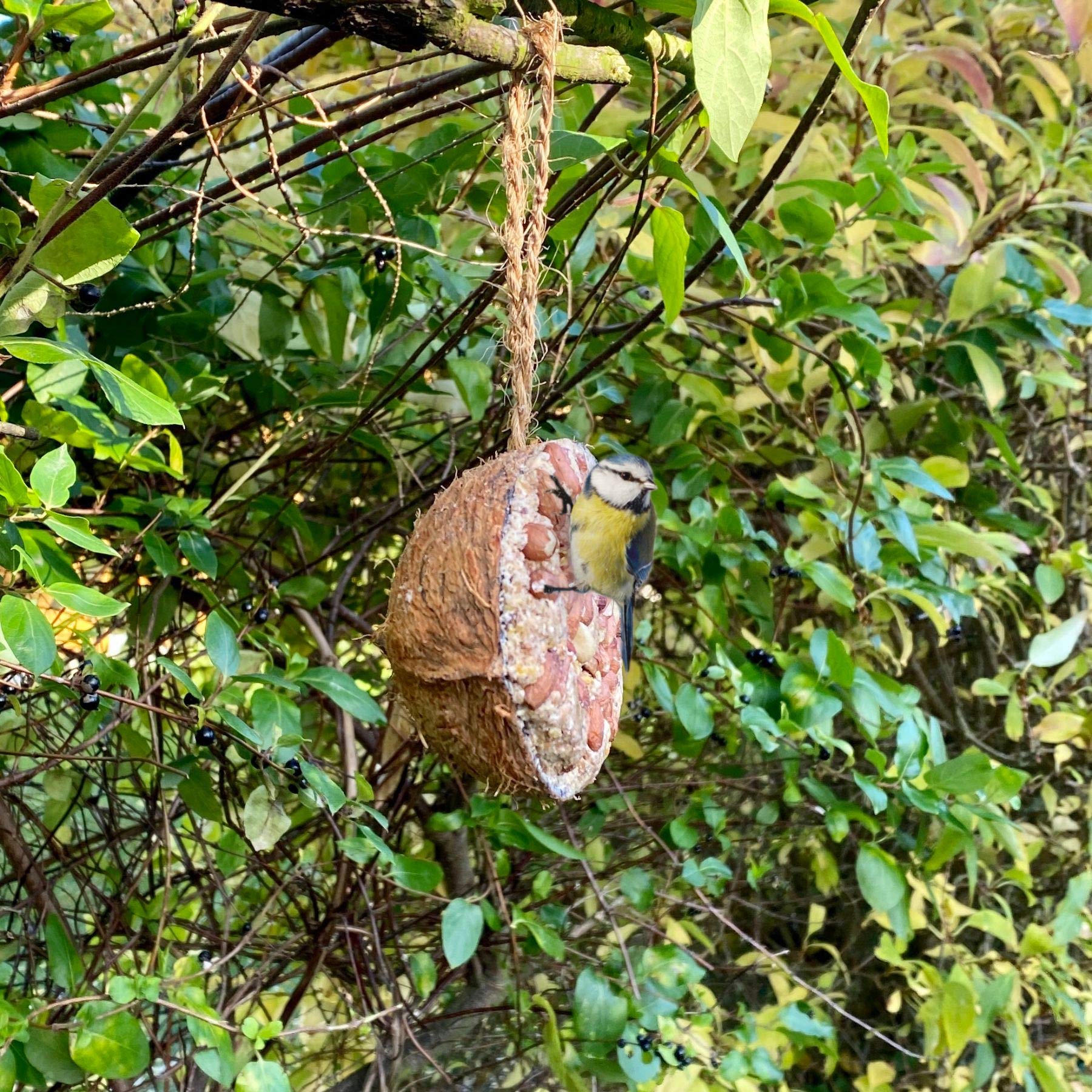 REPEAK Coconut Bird Feeder Halves, Pack of 6 Different Flavours Including Suet, Sunflower Seed