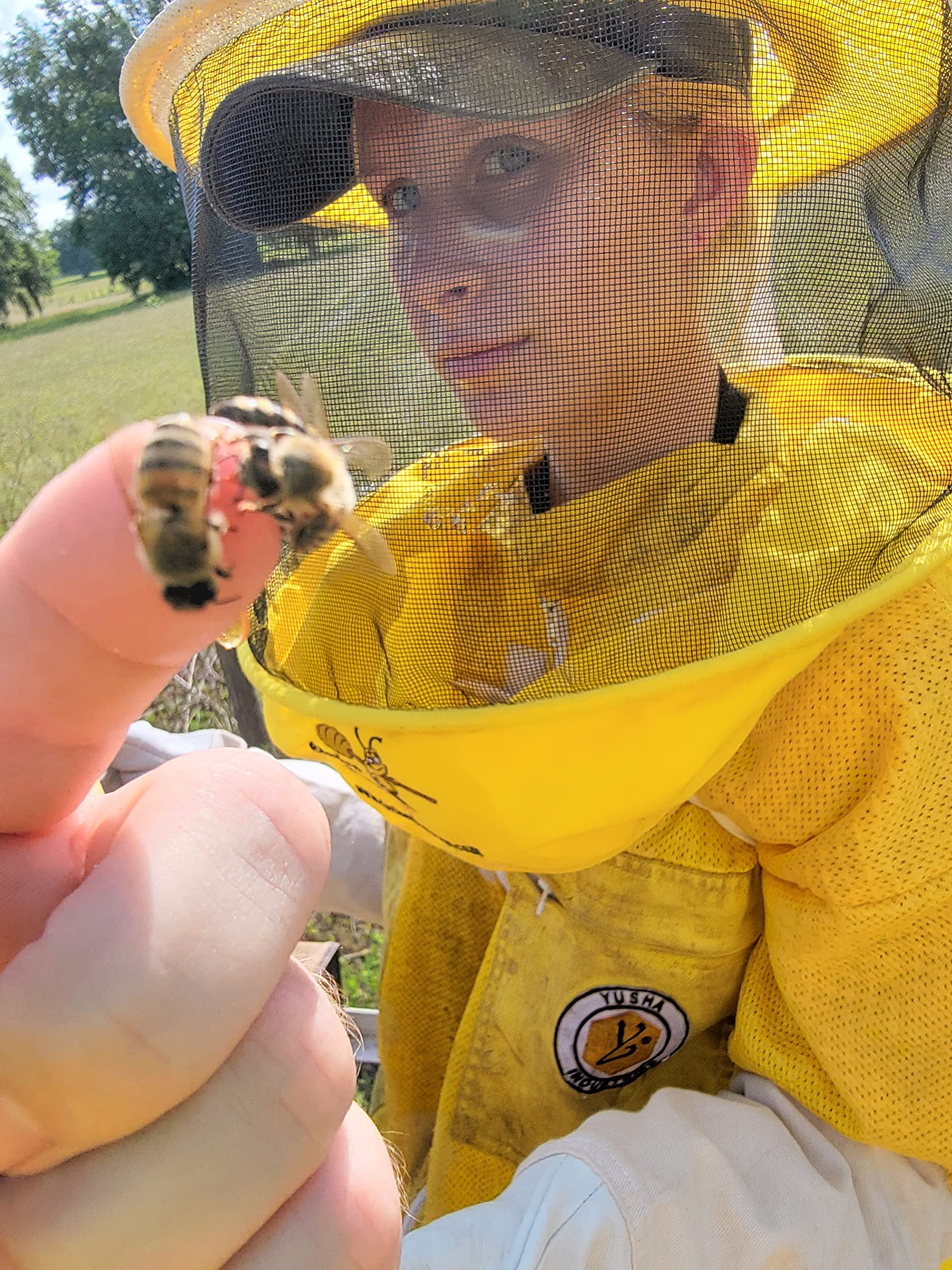 Matcha Green Honey Tea — view 6