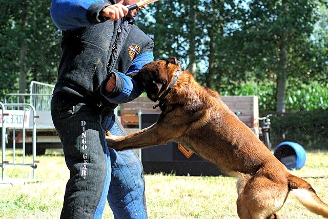Foto 6 de 8 de Dingo Gear - Traje Completo para Entrenamiento de Perros K9 IGP de Las Fuerzas Especiales del ejército…