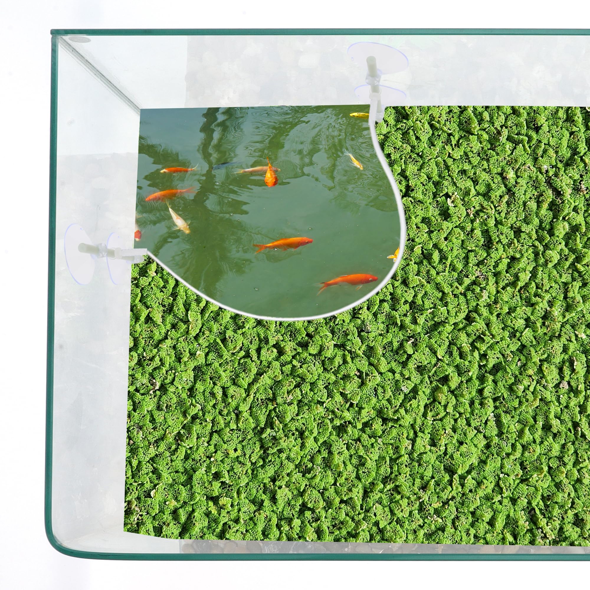 CAPASTEC Aquarium Floating Plant Corral, Floating Plant Fence for Aquarium with Suction Cups, Aquarium Floating Plant Fence for Fish Tank and Aquarium, 35.43