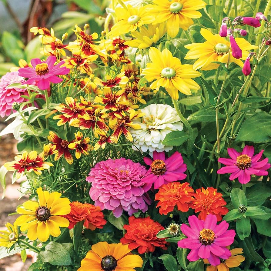 Amazon.com : Collections Etc Roll Out Flower Seeded Mats that Attract  Butterflies - Set of 2, Butterfly : Patio, Lawn & Garden