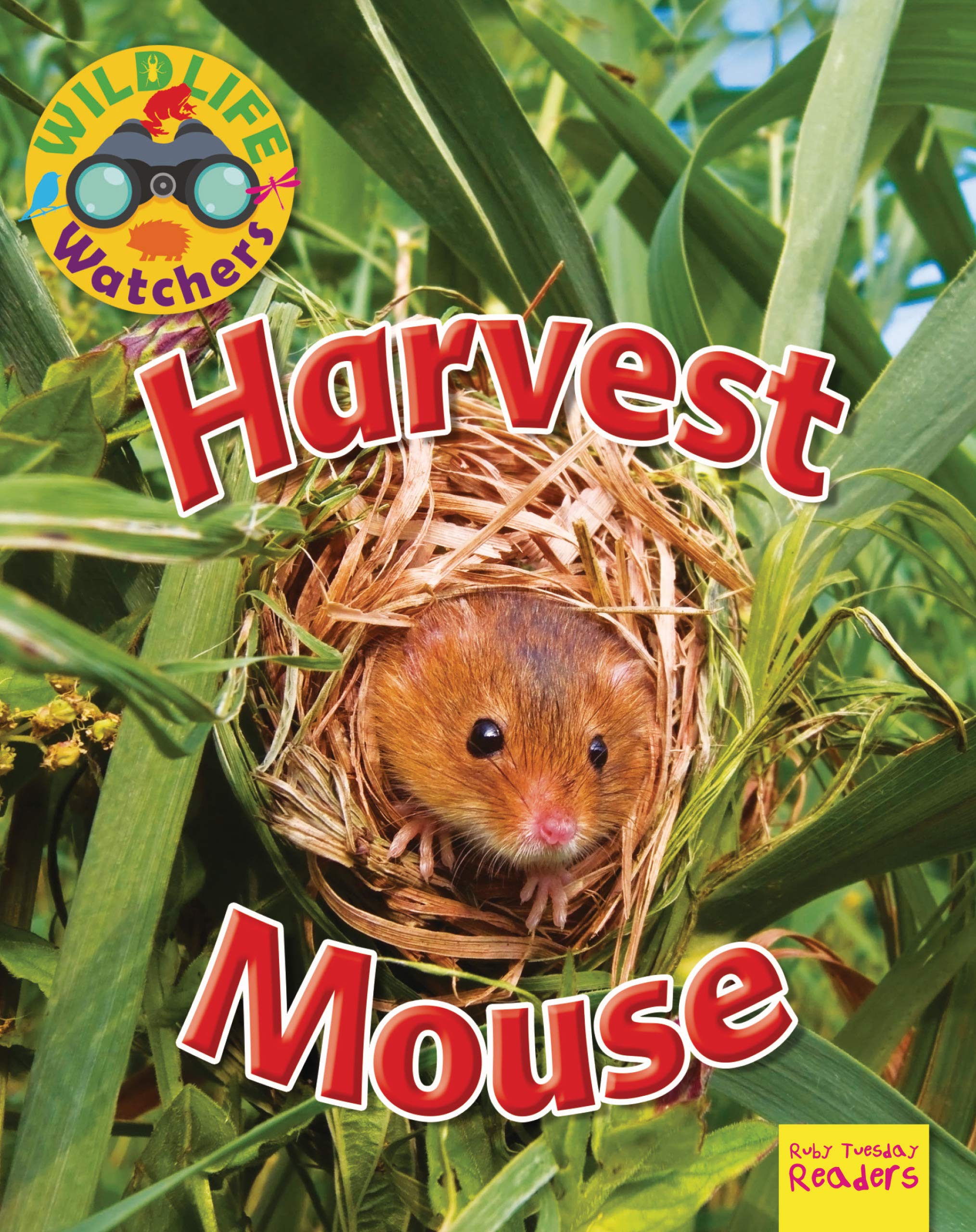 Amazon Harvest Mouse Wildlife Watchers Owen Ruth Mice Hamsters Guinea Pigs Squirrels
