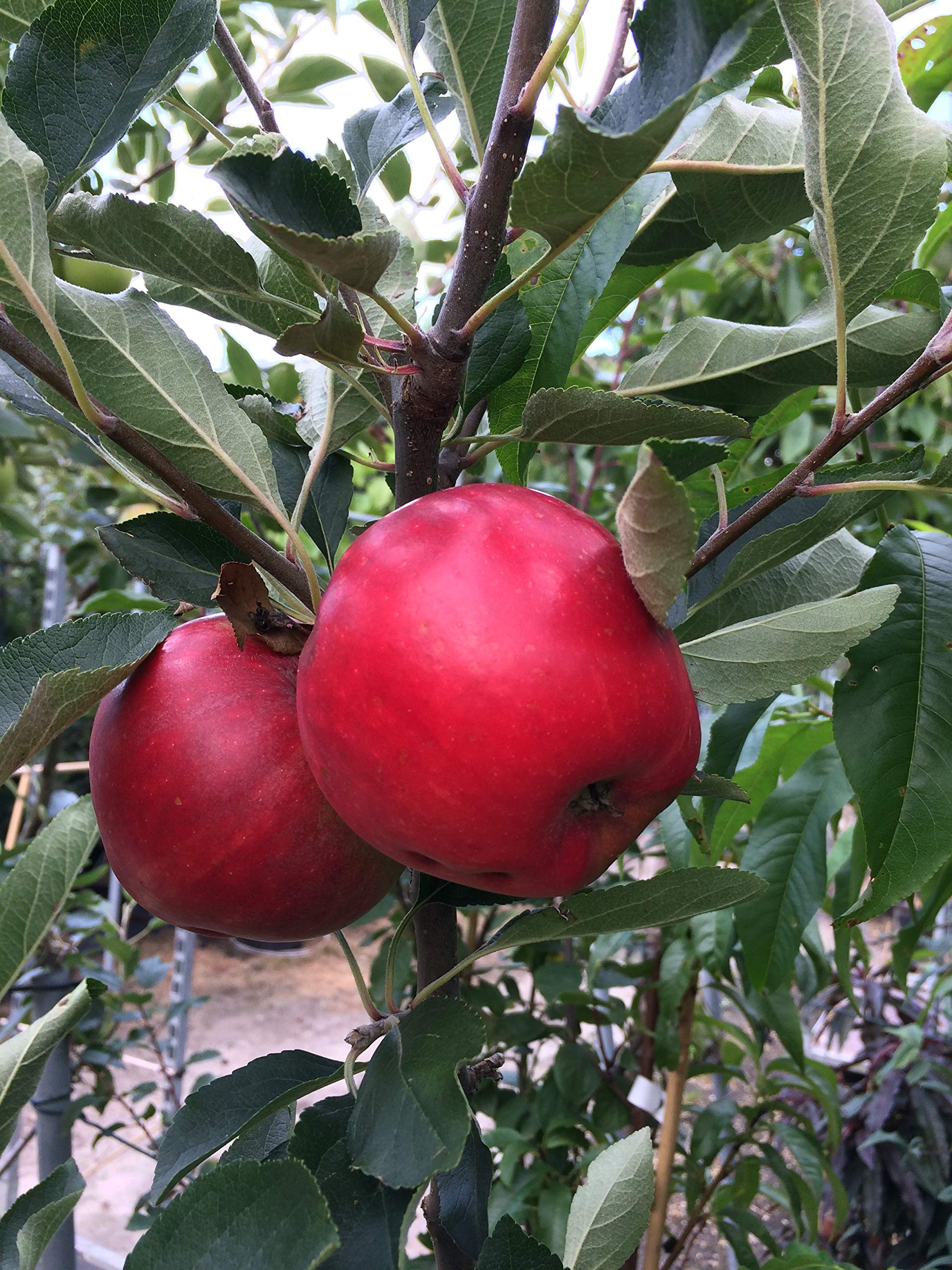 Apfel Sommerapfel Katja. Apfelbaum ca.160/180 cm, Tafelapfel