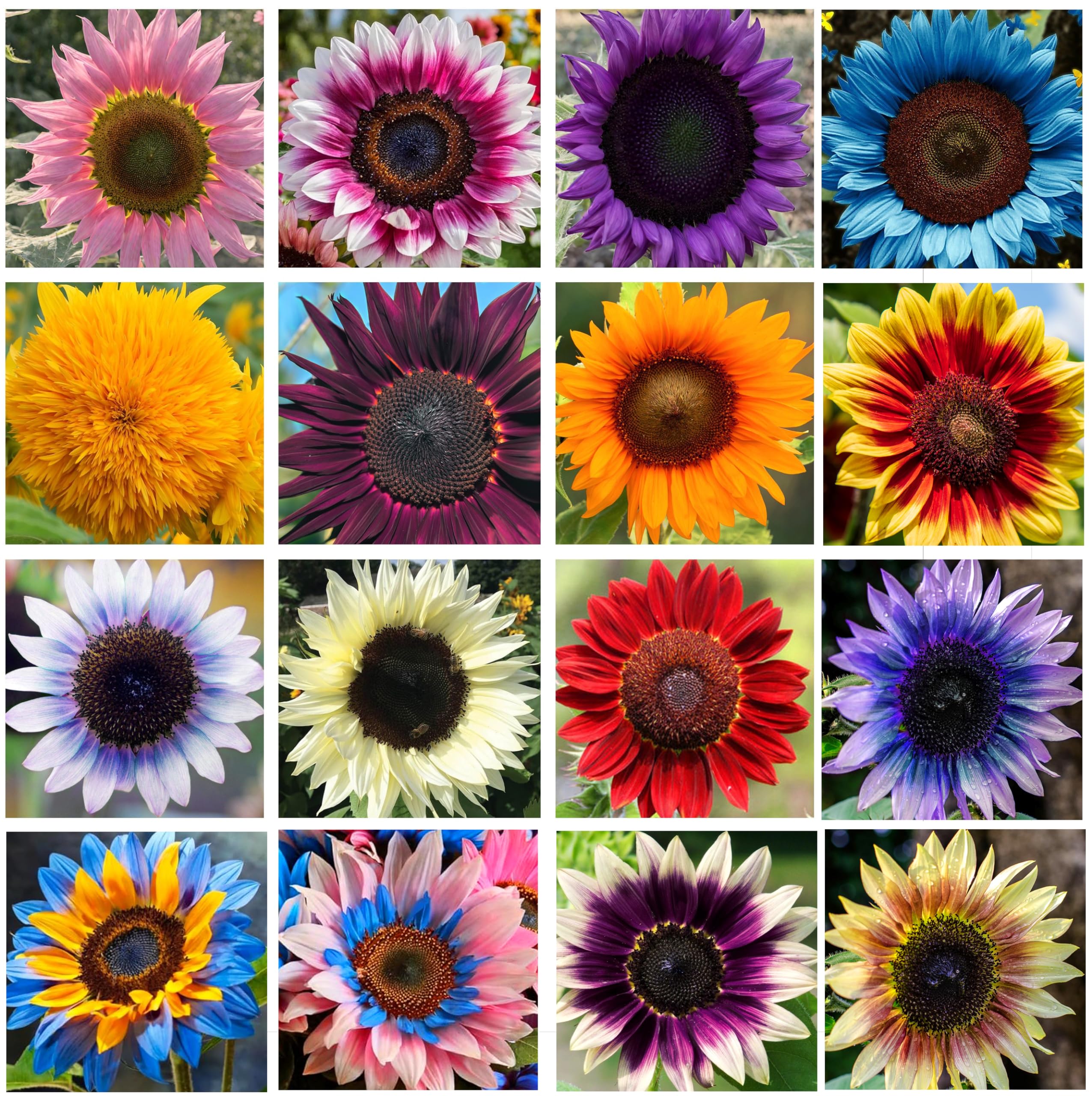 Amazon.com : Giant Sunflower Seeds Mix (200+ Seeds) – Red, Purple