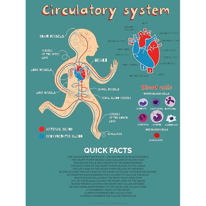 Buy Human Heart Anatomy Poster for Kids (Cardiac and Circulatory