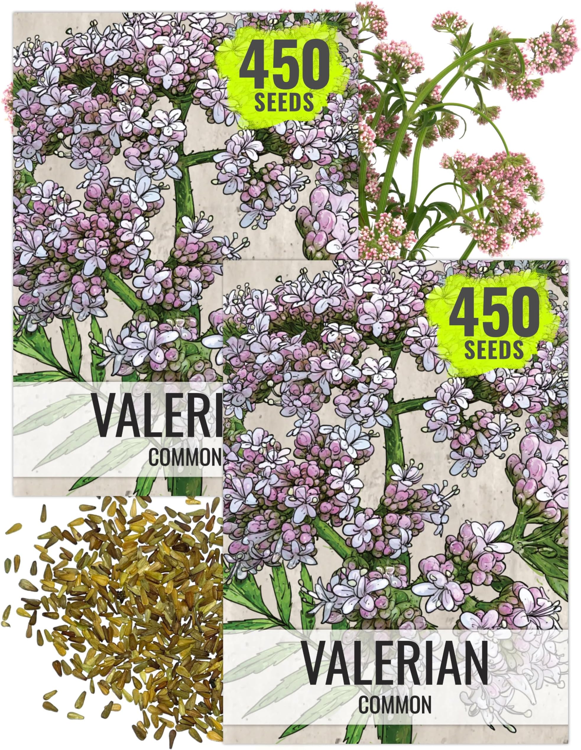Seed Needs Valerian Seeds for Planting Stink Root Plants - Non-GMO Heirloom & Untreated Perennial Medicinal Herb Seed to Plant a Home Grown Outdoor Garden (2 Packs)